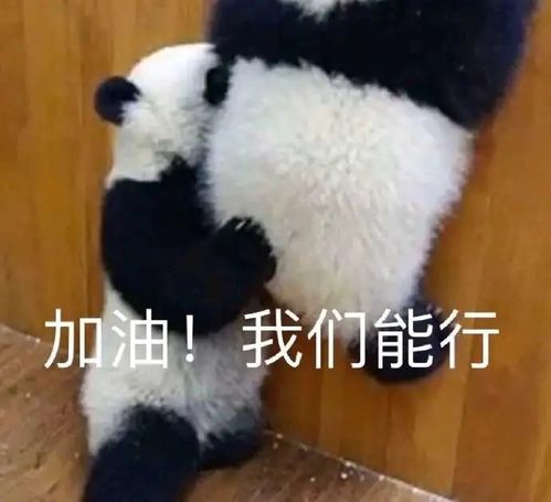 说啥大实话表情包考研