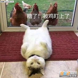 懂了绿了呗表情包图片糟了被鸡盯上了表情包下载乐游网游戏下载