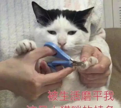 还在抢猫爪杯有人更疯狂,花一万元给猫割双眼皮