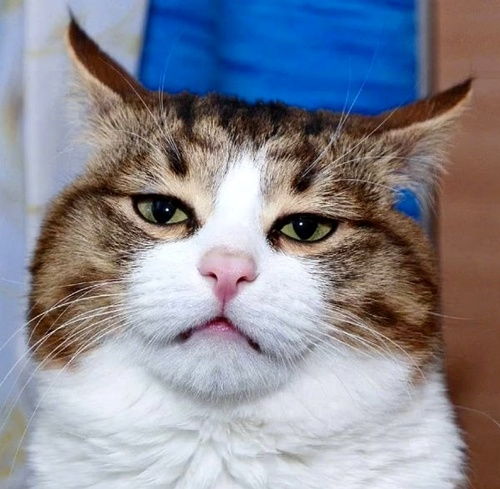 生活呀