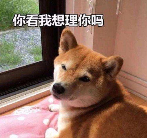 狗狗这些动作的意思,不知道的,只能证明你养狗真的很