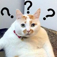 猫狗表情包微信公众号表情包
