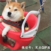 柴犬gif表情包汪心