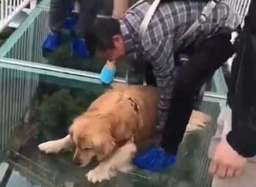 男子为测试金毛胆量,带狗狗走上玻璃桥,结果却被啪啪打脸