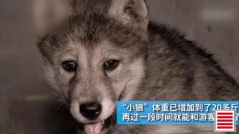 狼群