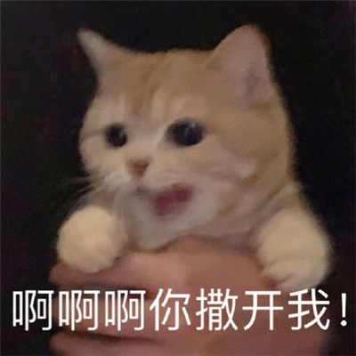 适合生气时用的表情包生气的猫咪表情包超凶可爱