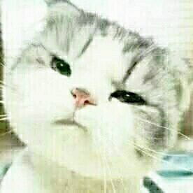 谁知道这猫叫什么还有其他表情咩