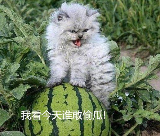 主人派猫咪镇守瓜地,看到猫咪的表情不禁捂脸,这下没人敢偷