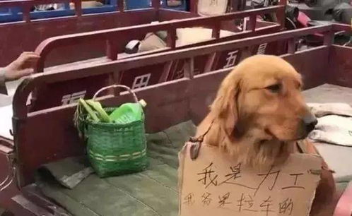 大金毛在街上帮主人招揽生意,它尽职尽责,表情萌翻