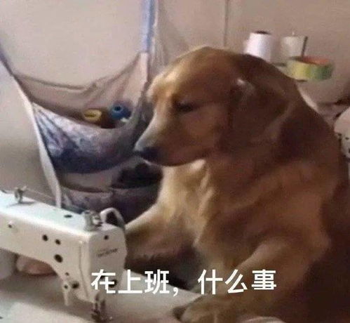狗勾表情包