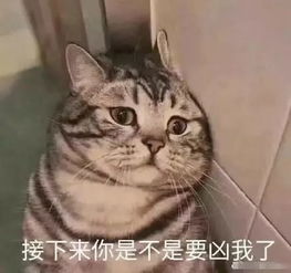 伤感表情包悲伤的猫