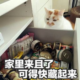 网红猫楼楼去世虽然你可能不知道这只猫叫什么名字,
