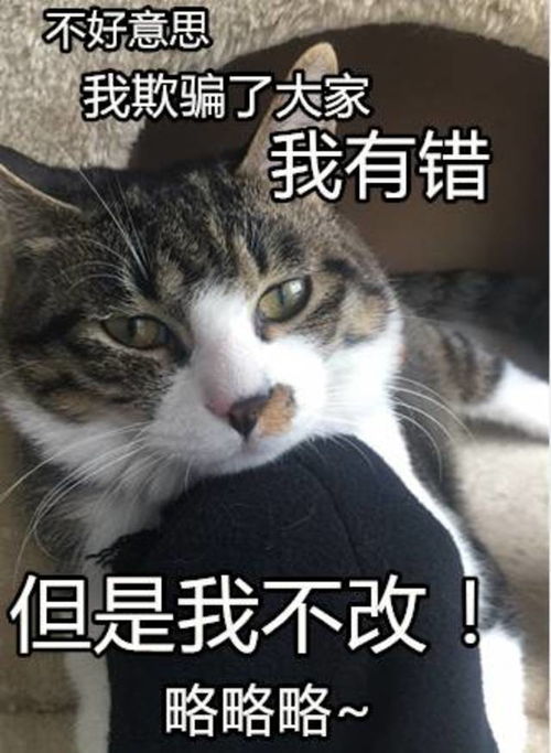 用这些猫咪表情包问爸妈要零花钱,发一张就能要来100块