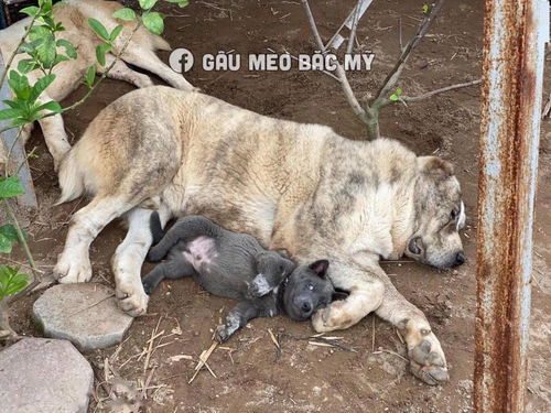 据说是蓝猫和二哈的混血宝宝这只越南小狗凭表情包火遍全网