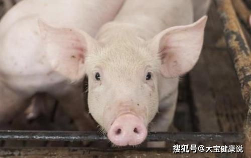 猪身上的猪脖子肉不能吃除了猪脖子肉,还有几个部位要注意