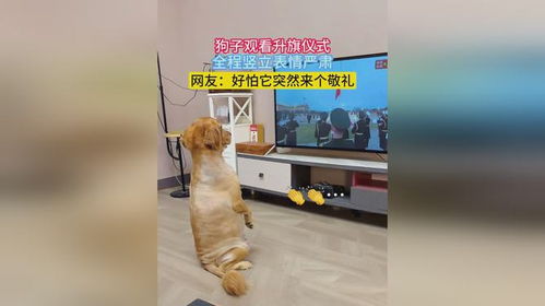 狗子观看升旗仪式,全程竖立表情严肃