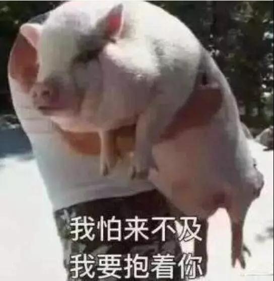 什么属相的老板2019年最顺