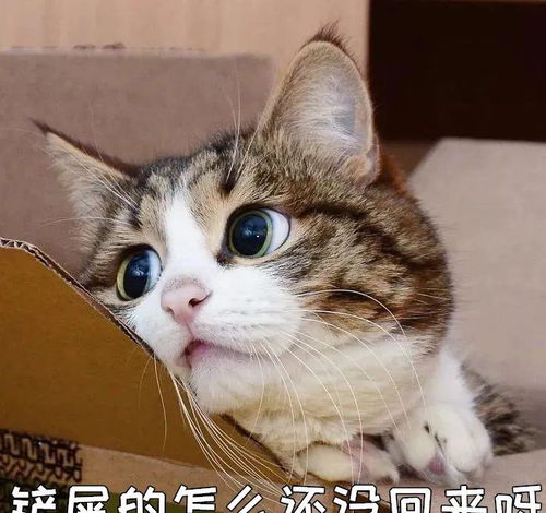 我劝大家还是别轻易养猫,不然这几个副作用一直跟随你