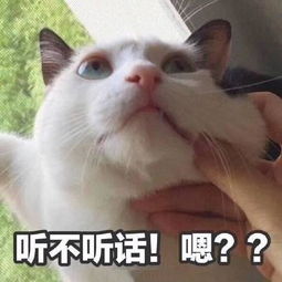 猫咪表情包高清图