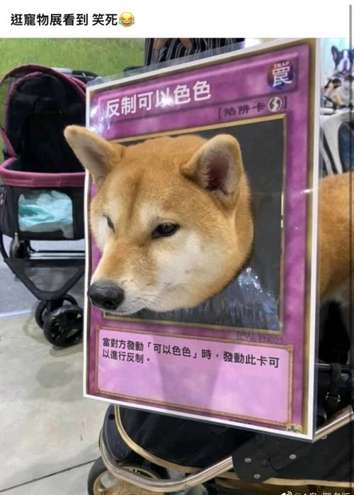 用上这个表情包,你在哪里都可以色色