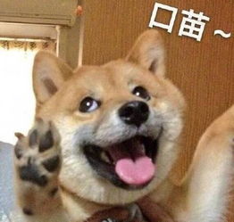 搞笑斗图表情包22张不知道为什么,悲伤围绕着我