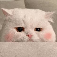 i拉黑进