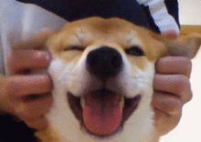 柴犬gif表情包北登