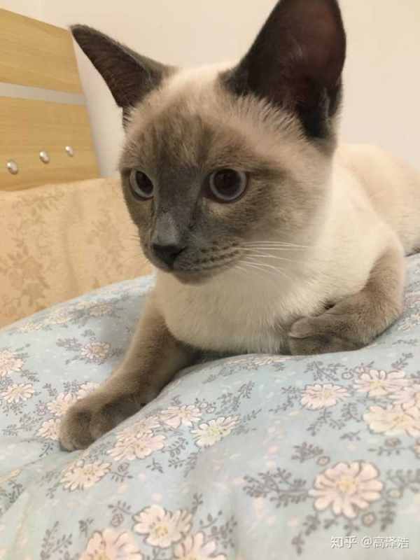 这个表情包的猫叫什么猫求