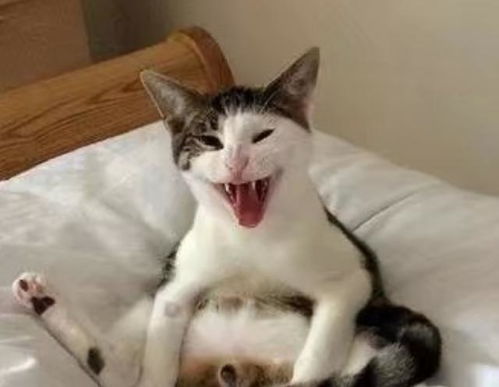 绝育后的公猫醒来,发现蛋蛋不见了这表情有股蛋蛋的悲伤