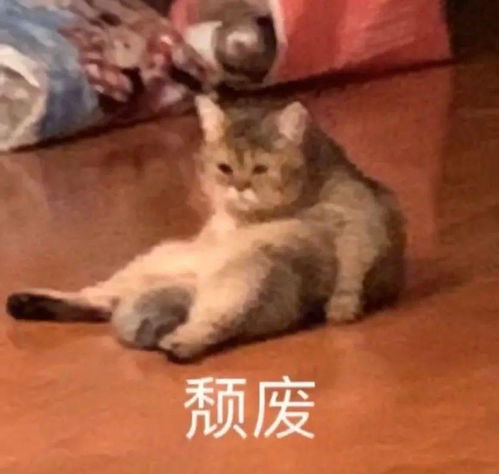 抖音热门表情包丨你别过来我怕狗