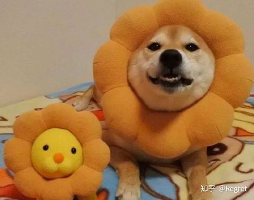一只可爱的柴犬,睡着了也是一个表情包,你喜欢的样子它都有