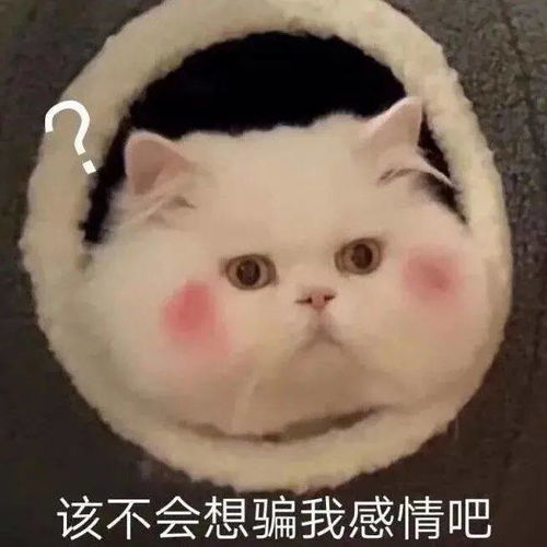 表情包聚散无常,愿所有的爱都有着落