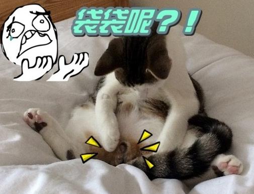 小猫早上起来发现自己被阉了,一脸懵逼,随后的表情让人笑喷了