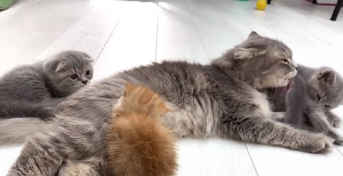 可怜的小猫被猫妈妈一家排斥,看到它惊慌失措的表情,主人好心疼