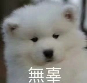 搞笑表情包可爱萨摩耶,耶耶试图浑水摸鱼