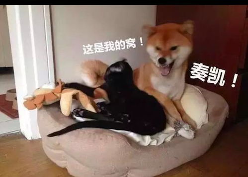 柴犬的狗窝被猫咪抢了,还趴在旁边一脸傲娇表情我那是让着它