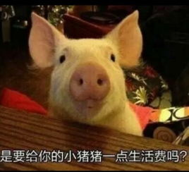 2019最常用的有趣搞笑表情合集微信群聊天必备表情