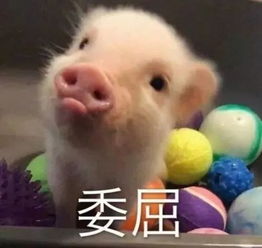 母猪图片表情包上树