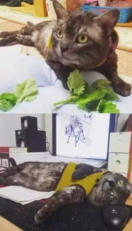 喵星人磕了喵薄荷之后特别销魂