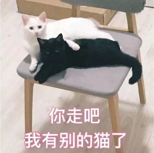 套路男朋友的连环表情包表情包