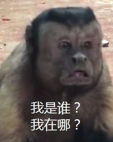 撞脸人类这只动物园里的猴子自带表情包看傻网友