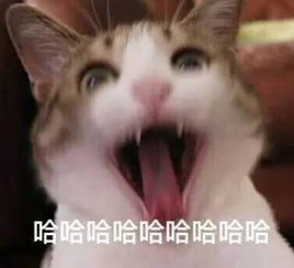 接住,大波猫咪表情包袭来...