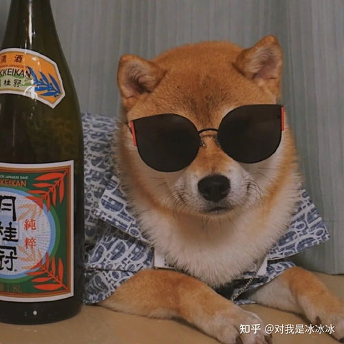 萌宠猫猫狗狗头像