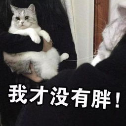 猫咪表情包电死你个小可爱
