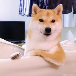 柴犬嫌弃的表情包表情包
