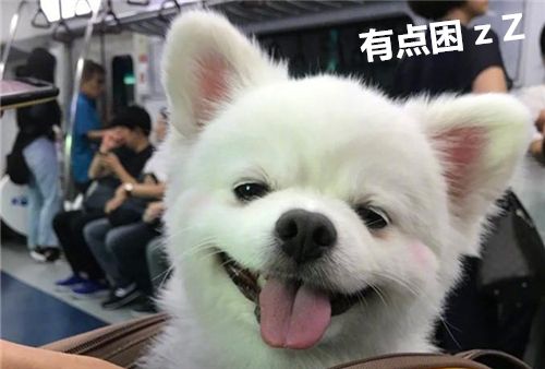 地铁上偶遇这乘客,一天的心情都变好了哪趟车,我一会到