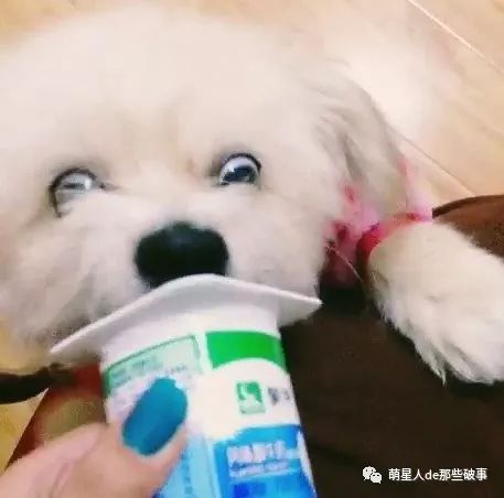 本来超萌的宠物,一见吃的怎么这幅表情,太丢人了