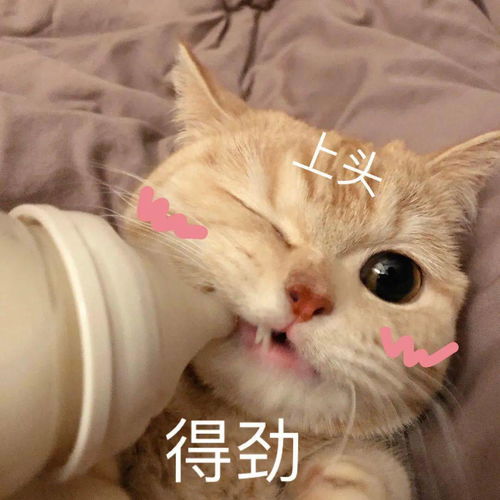 听说这是很多人的梦中情猫