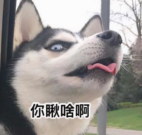 买狗一时爽,养狗火葬场的狗,劝你三思再入手