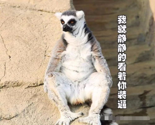动物世界论表情包我只服它动物界的李达康